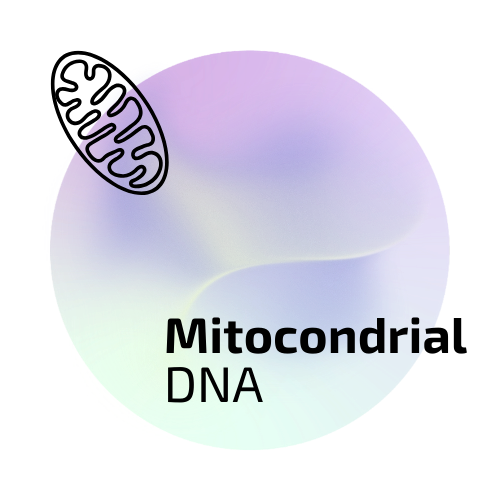 Mitochondrial DNA