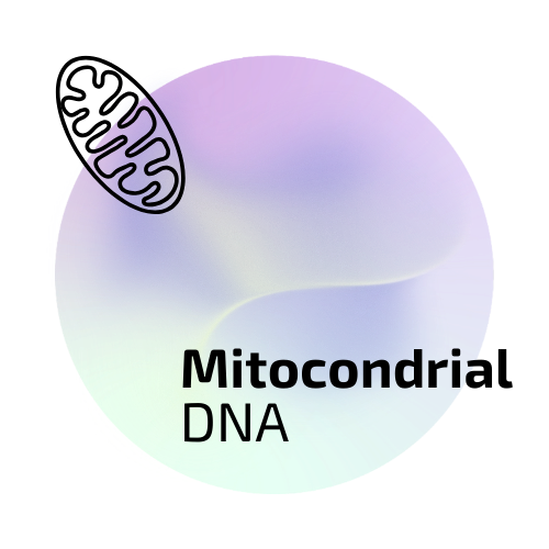 Mitocondrial DNA